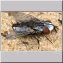 Kleptoparasit 04a 6mm.jpg